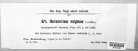 Hormiscium vulpinae image